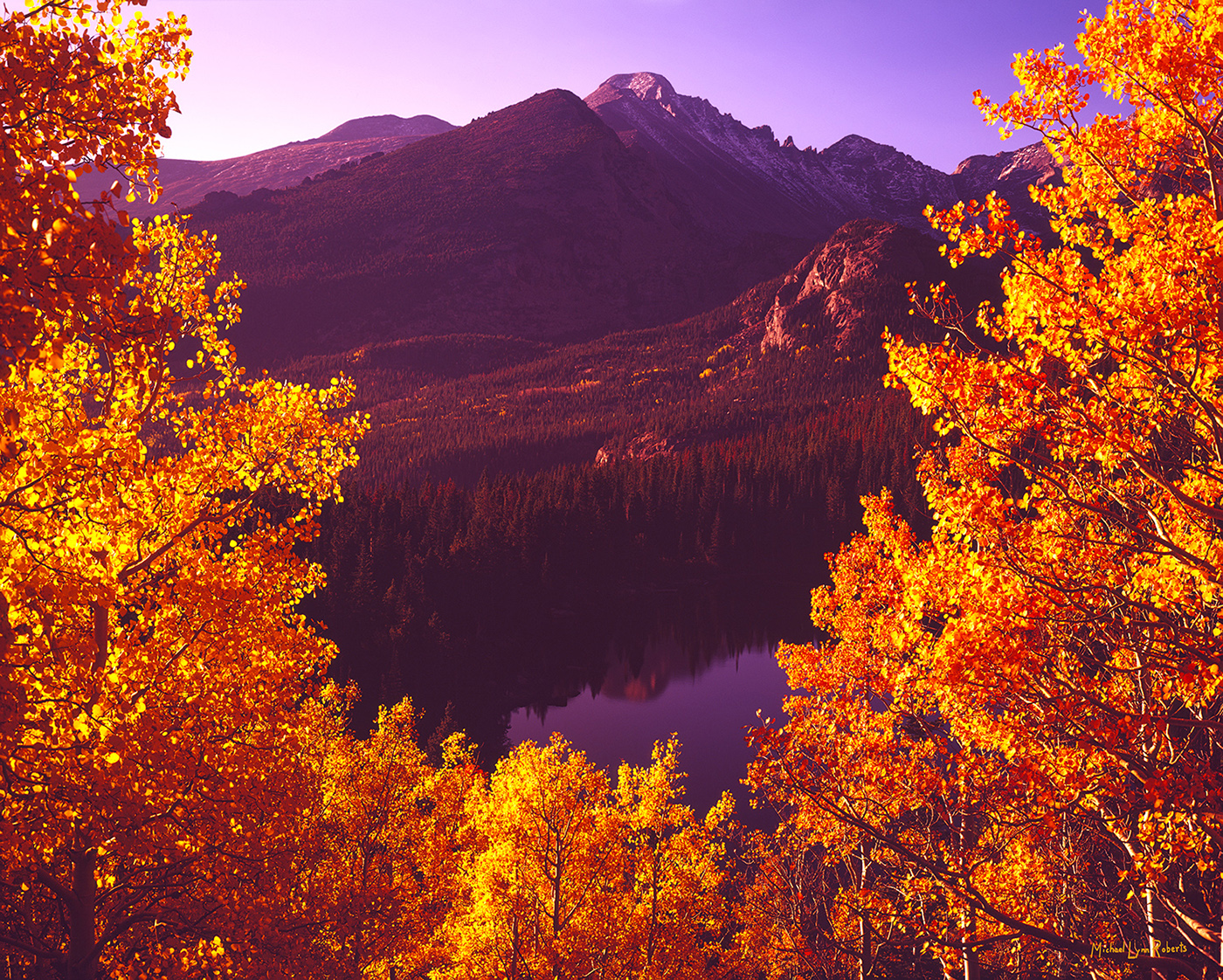Gorgeous backlit aspens at the height of fall color, the blue waters of Bear Lake below, and majestic 14,259' Longs Peak in the...