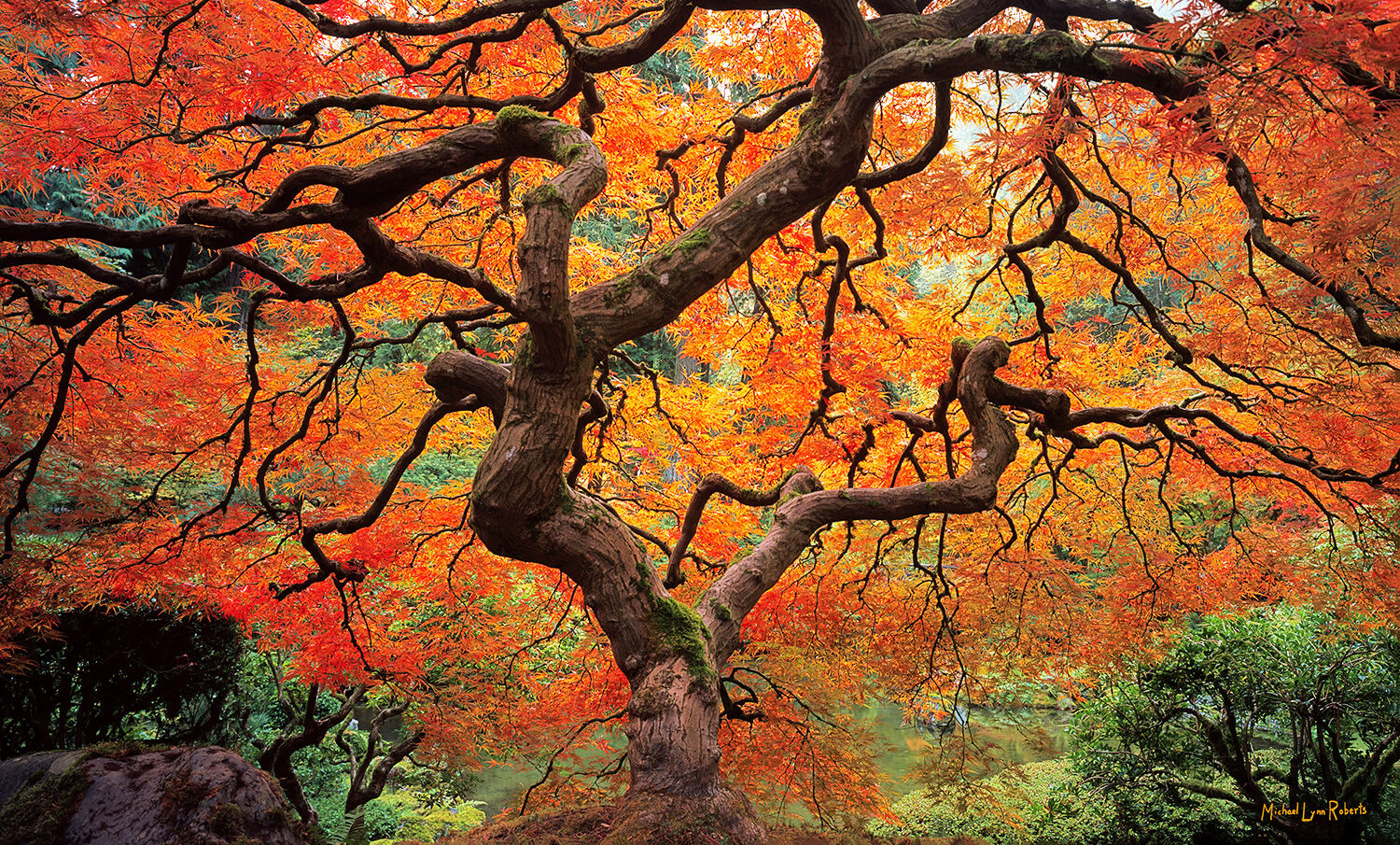 Ahhhh...the Famous Portland Japanese Garden Maple Tree in all its fall color glory! The Pacific Northwest is an area I want to...